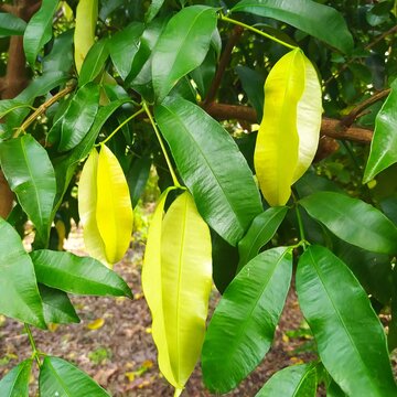 Bacupari fruit brazilian 