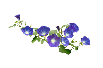 Fototapeta na wymiar Isolated image of purple morning glory flower on png file at transparent background.