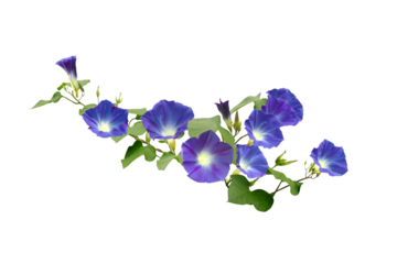 Isolated image of purple morning glory flower on png file at transparent background.