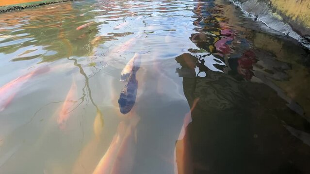 Real time shot school of Nile Tilapia fish swimming underwater in the park.