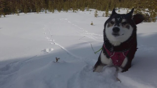 Dog playing in snow, panorama, Black Shiba Inu, Gypsum Ridge, Kananaskis, Alberta, Canada