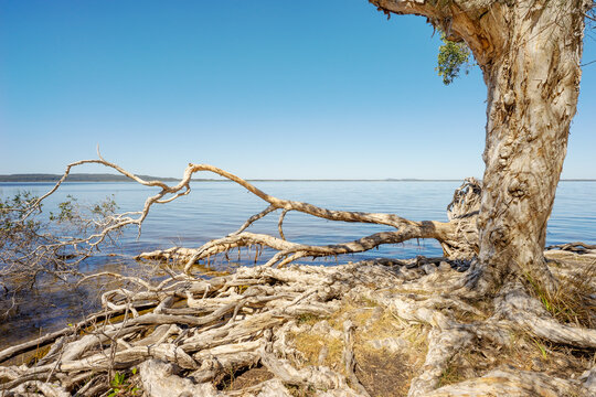 Sunlit scene of old Melaleuca paperbark tea-trees with massive exposed woody root systems, overhanging the beautiful, tranquil,  calm blue water of Lake Cootharaba at Mill Point, Queensland, Australia