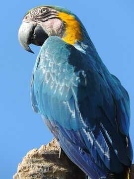 As araras s&atilde;o animais importantes do ponto de vista ecol&oacute;gico, uma vez que atuam como dispersoras de semente, ajudando a levar os frutos para longe da planta m&atilde;e.