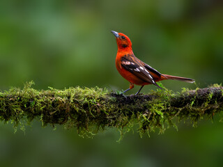 Flame-colored Tanager portrait on mossy stick against green background - obrazy, fototapety, plakaty