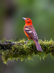 Flame-colored Tanager portrait on mossy stick against green background - obrazy, fototapety, plakaty