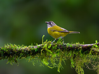 Common Chlorospingus portrait on mossy stick against green background