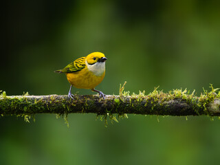 Silver-throated Tanager portrait on mossy stick against green background