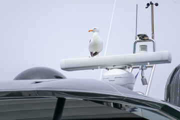 A seagull standing watch on top of a yacht on a gloomy, overcast day with space for copy