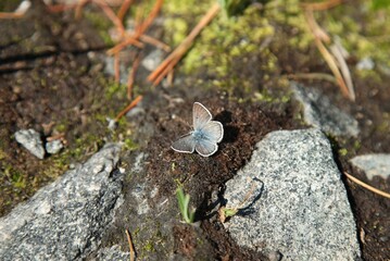 'Rustic' Arctic Blue (Plebejus glandon rusticus) butterfly in Beartooth Mountains, Montana