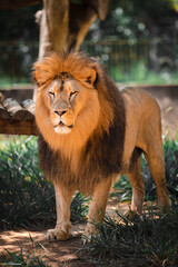 lion in zoo