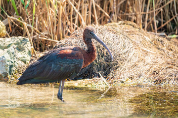 The glossy ibis, latin name Plegadis falcinellus, searching for food in the shallow lagoon.