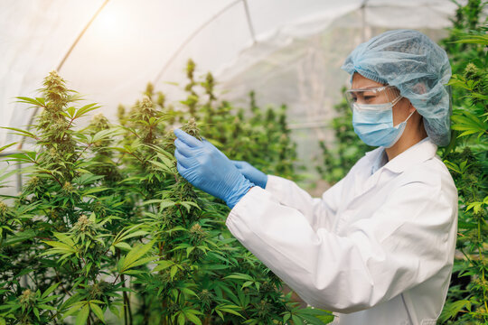 cannabis research Scientists examine and analyze hemp plants. Sign the results with a laptop in the greenhouse. Concept of herbal alternative medicine, CBD oil. Research on its therapeutic use.