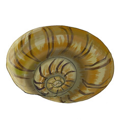 Obraz premium nautilus shell isolated