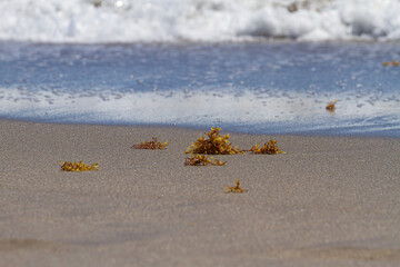 Sargassum on the Beach