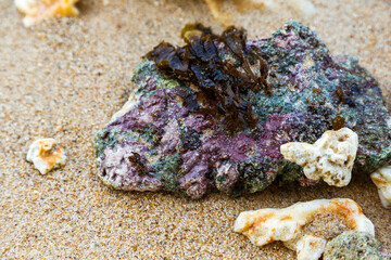 Seaweed and colorful stones on Sri Lanka beach
