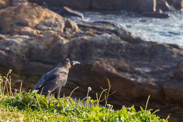 Oriental crow looking at the Indian Ocean