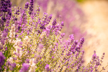 Naklejka premium field of lavender