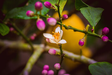 close up of pink flowers