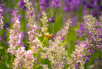 Lavender flowers in the meadow 