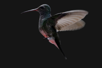hummingbird in flight
