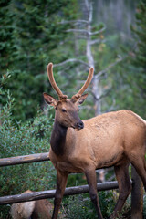 Beautiful elk in Rocky Mountain national Park, Colorado in summer