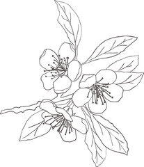 hand drawn line ink style.Sketch drawing of sakura flowers and leaves.Illustration of cherry blossoms. On transparent. png