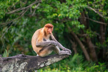 Naklejka premium Proboscis monkey in the Borneon rainforest, Sabah, Malaysia.