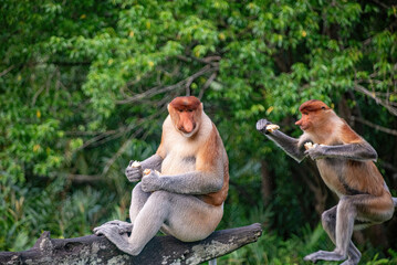 Proboscis monkeys in the Borneon rainforest, Sabah, Malaysia.