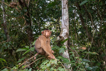 Southern pig-tailed macaque in the riverside forest of Sungai Kinabatangan, Sabah, Malaysia. 
