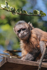 portrait of a macaque