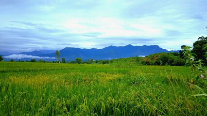 Fototapeta premium landscape with green grass and blue sky
