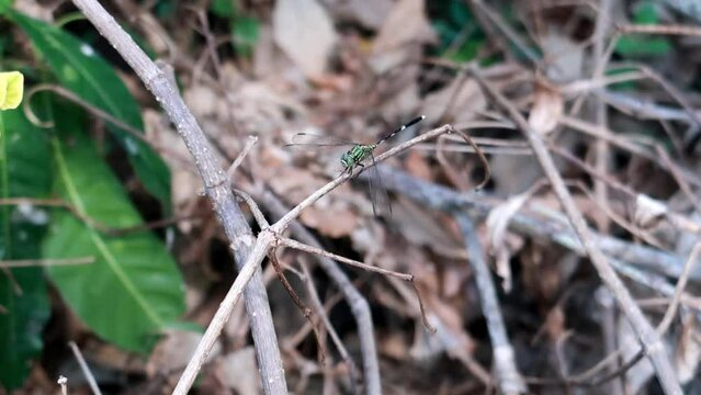 footage of a dragonfly flying and perching on a branch during the day