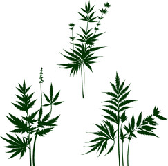Green leaves of wild plants. Plant vectors for decoration