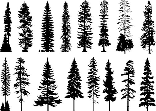 Silhouettes of cypress trees and pine trees. Set of pine, fir trees vector