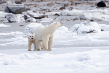 Obraz na płótnie Canvas Mother Polar Bear with Cub