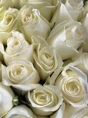 Close-up view of white roses