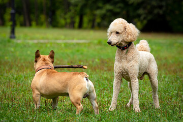 Two dogs a bulldog and a poodle play with a stick in a field