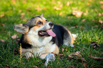 A Welsh corgi dog plays against the background of a green field