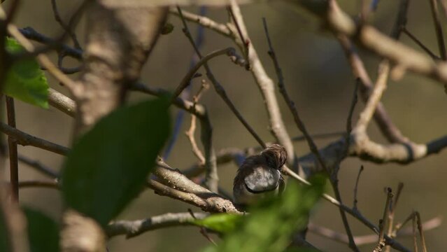 A Double-Barred Finch Resting and Preening.
