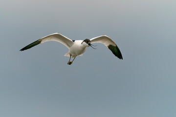 Beautiful Pied avocet   (Recurvirostra avosetta) in flight. Gelderland in the Netherlands.                                                                                       