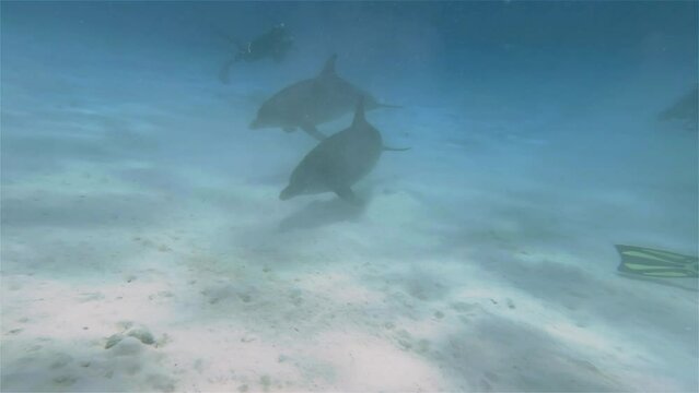 A couple of dolphins swimming between scuba divers at the bottom of the sea in 4k