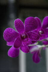 drops of water on an orchid flower