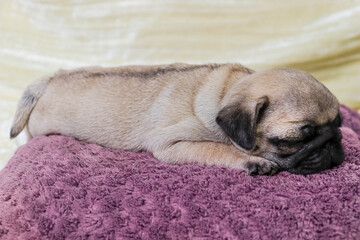 a sleepy pug puppy is lying on a pink pillow in the bedroom bed