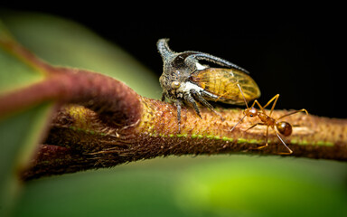 Close up a strange treehopper (horned tree hopper) on tree branch with red ants, Selective focus,...