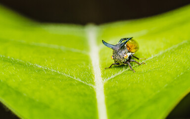 Close up a strange treehopper (horned tree hopper) on green leaf and nature background, Selective focus, Macro photo of insect in nature.