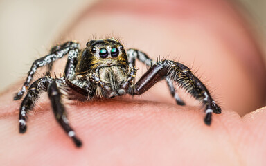 Close up a black jumping spider on human finger and natural background, Human skin, Insect photo, Selective focus.