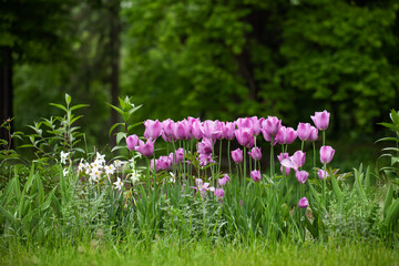 wiosenne kompozycje kwiatowe w ogrodzie, tulipany, narcyze, - obrazy, fototapety, plakaty