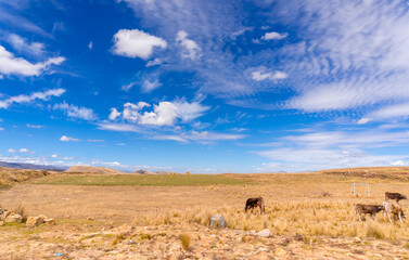 typical panorama of the sierra de junin in autumn season, sunny and dry days seeing the yellow pampas