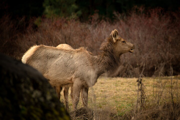 Naklejka na ściany i meble Elk grazing in field