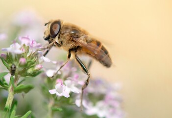 closeup on a honey bee collecting pollen on flowers  in a garden on blurred background  in  springtime